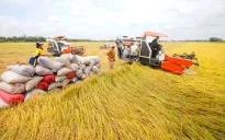 Chính phủ ban hành chính sách hỗ trợ bảo vệ đất trồng lúa