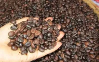 Giá cà phê Robusta lại lập kỷ lục