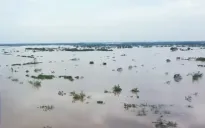 Nhiều diện tích cây cảnh tại Hưng Yên chìm trong nước lũ