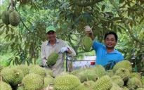 Bất ổn từ thị trường tiêu thụ sầu riêng