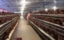 Cân đối nguồn cung thực phẩm cho Tết Nguyên đán