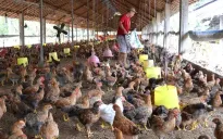 Ưu tiên phát triển nuôi trồng thủy sản, chăn nuôi ở miền Bắc sau bão số 3