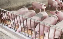 Đảm bảo đủ thực phẩm dịp Tết Nguyên đán