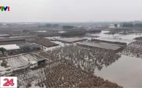 Người dân tại vựa cây cảnh Phụng Công vực dậy sau những thiệt hại nặng nề từ trận lũ
