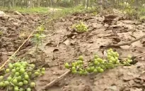 Phục hồi vườn cây ăn quả sau bão lũ