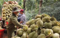 Sầu riêng xuất khẩu Trung Quốc sẽ sớm vượt kim ngạch 10 tỷ USD