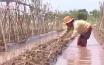 Nông dân Hưng Yên nhanh chóng khôi phục sản xuất sau bão lũ