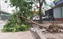 Hà Nội xây dựng lộ trình tái thiết lại cây xanh