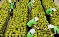 Xuất khẩu nông sản dự báo sớm cán đích 55 tỷ USD