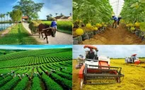 Chưa có báo cáo về bồi thường bảo hiểm nông nghiệp
