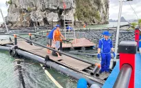 Ngành nông nghiệp nỗ lực phục hồi sau bão
