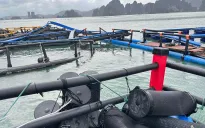 Hỗ trợ người dân, doanh nghiệp ổn định sản xuất sau bão số 3
