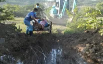 Ninh Thuận: Khẩn trương khoanh vùng, khống chế dịch tả lợn châu Phi