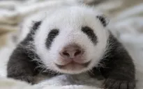 Phần Lan sẽ trả lại gấu trúc cho Trung Quốc