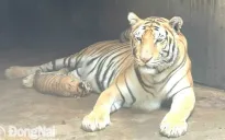 Đồng Nai: Làm rõ nguyên nhân 17 cá thể hổ Bengal chết bất thường