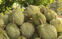 Nông sản Việt Nam xuất khẩu nhiều nhất vào Trung Quốc