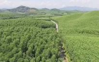 Thị trường carbon rừng: Để phát triển cần lấp khoảng trống cơ chế