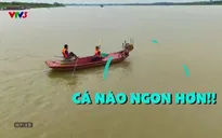 Cha con vạn dặm: Cá nào ngon hơn