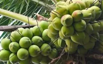 Thu về hàng trăm triệu USD từ dừa