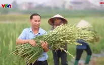Hải Phòng: Hoa nở sau bão