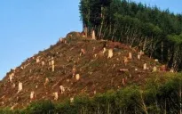 EU dự kiến tạm hoãn áp dụng luật chống phá rừng