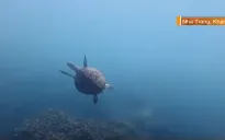 Rùa biển xuất hiện ở vịnh Nha Trang, tín hiệu tốt cho môi trường biển