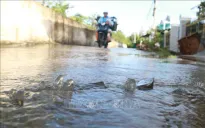 Sóc Trăng: Triều cường dâng ảnh hưởng đến đời sống người dân