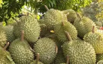 Giá sầu riêng giữ ở mức cao