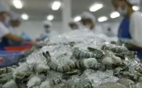 Bộ Thương mại Mỹ áp thuế sơ bộ với tôm nhập khẩu từ Việt Nam