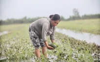 Long An: Mưa lớn kéo dài khiến hàng trăm hecta lúa và hoa màu bị mất trắng