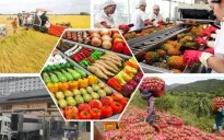 Xuất siêu nông, lâm, thủy sản đạt 13,86 tỷ USD