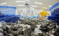 Xuất khẩu tôm tăng mạnh cuối năm