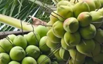 Liên tục xuất khẩu dừa tươi sang Trung Quốc
