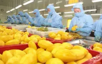 Xuất khẩu rau quả lập kỳ tích mới