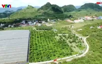 Trục lợi từ đất đai có nguồn gốc nông lâm trường