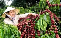 Ưu tiên tín dụng giúp đồng bào thoát nghèo