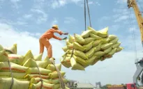 Xuất khẩu gạo có thể vượt kỷ lục của năm 2023