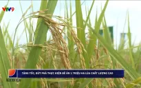 Tín dụng cho Đề án 1 triệu ha lúa