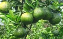 Cam sành rớt giá