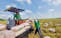 Cho vay chuỗi liên kết phát triển 1 triệu ha lúa chất lượng cao, phát thải thấp