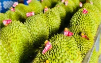 Thái Lan triển khai dự án “sầu riêng số”