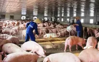 Đảm bảo nguồn cung thịt lợn dịp cuối năm