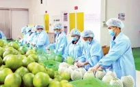 Doanh nghiệp nông sản gấp rút đáp ứng yêu cầu nhập khẩu từ EU