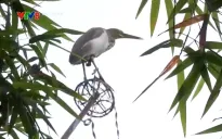 Khó khăn ngăn chặn triệt để nạn săn bắt chim trời