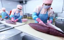 Xuất khẩu cá ngừ vượt mốc 90 triệu USD/tháng