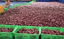 Nông sản Việt lên sàn thương mại điện tử Trung Quốc