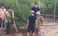 Làng đào, quất gấp rút phục hồi đón Tết