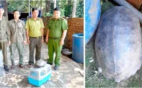 Người dân chủ động giao nộp rùa hoang dã quý hiếm