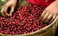 Giá cà phê tiếp đà lên đỉnh 27 năm