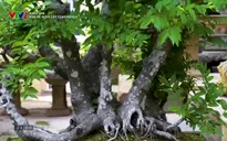 Khám phá: Đam mê nghề cây cảnh Bonsai